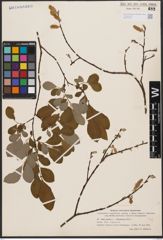 Salix aurita L. x Salix starkeana Willd.